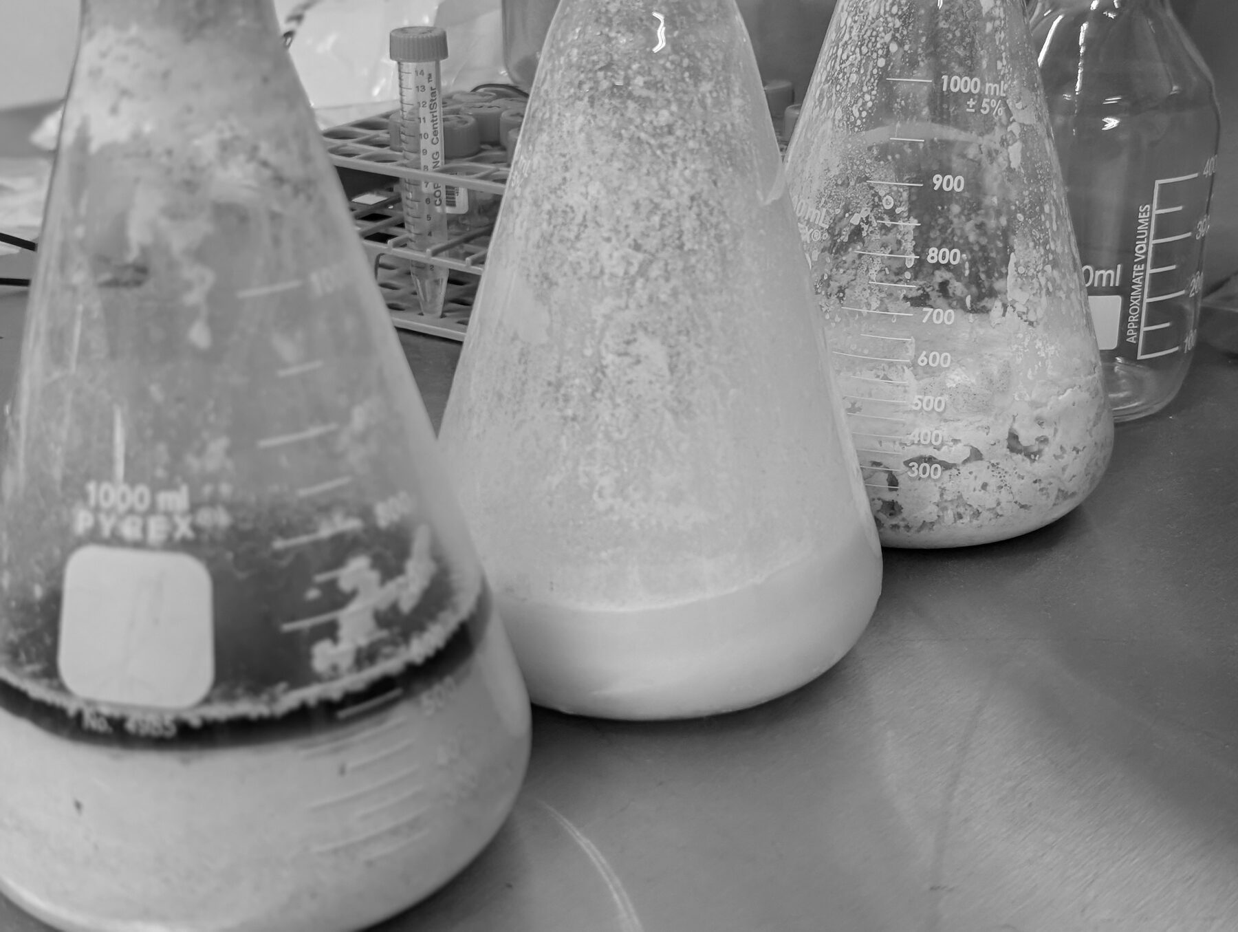 Grasa degradándose por acción bacteriana en matraces de prueba de drenova.
